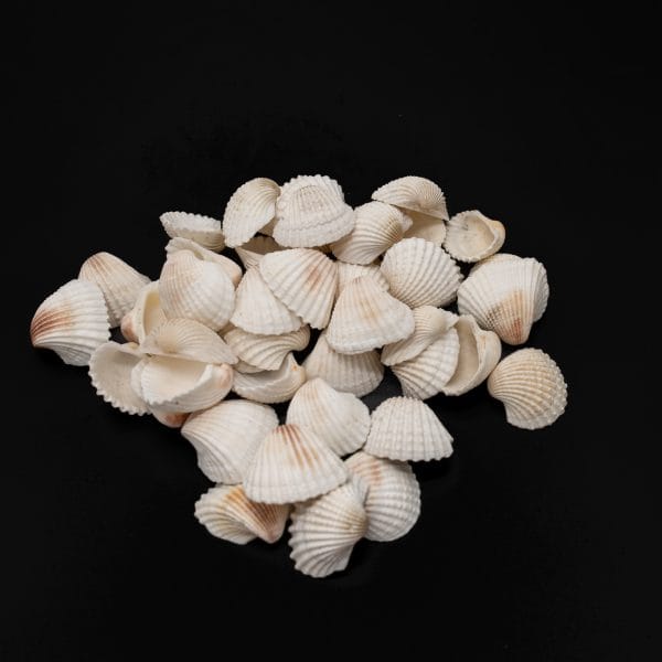 Large Ark Clam Shells - 500 Grams