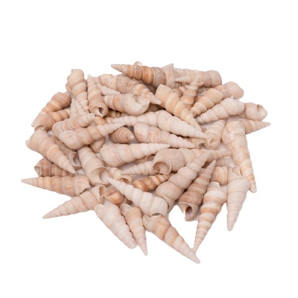 Sea Shells Turritella - 550 Grams