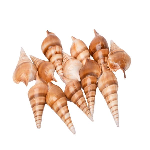 Sea Shells Tibia - 400 Grams