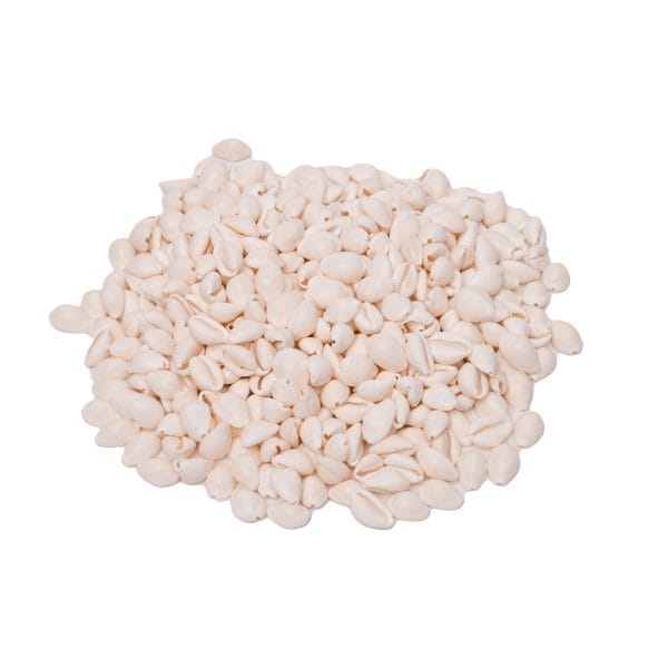 Sea Shells Kauri - 300 Grams