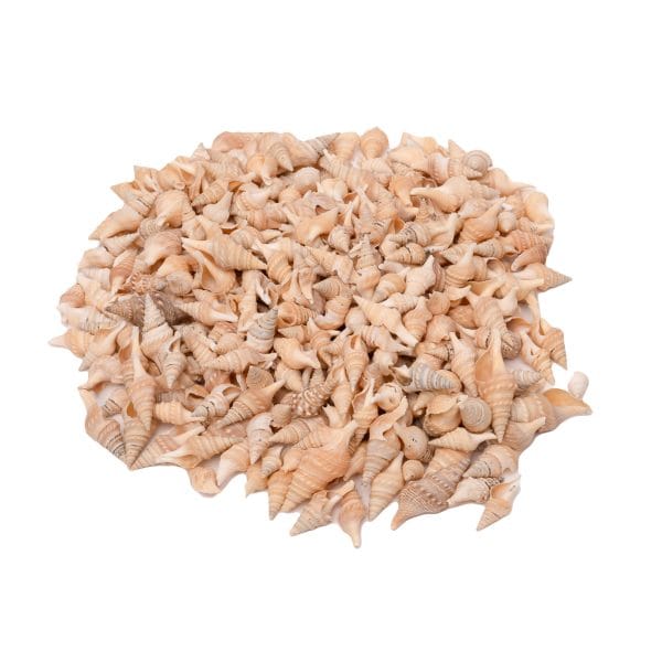 Sea Shells Turrid - 400 Grams