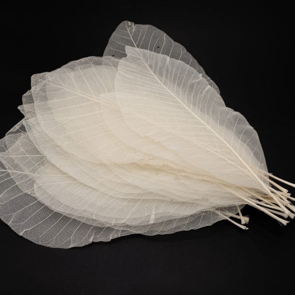 Long Leaf Skeletons, 35-40cm Long, Set of 24