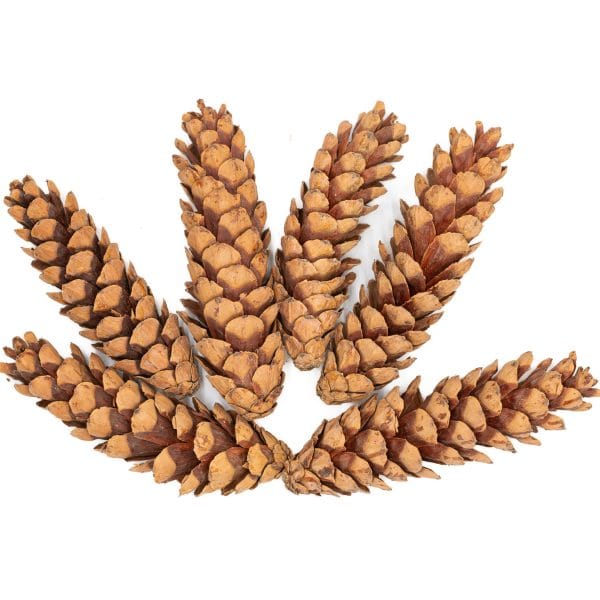 Natural Strobus Cones, 15-20cm, 6Pieces