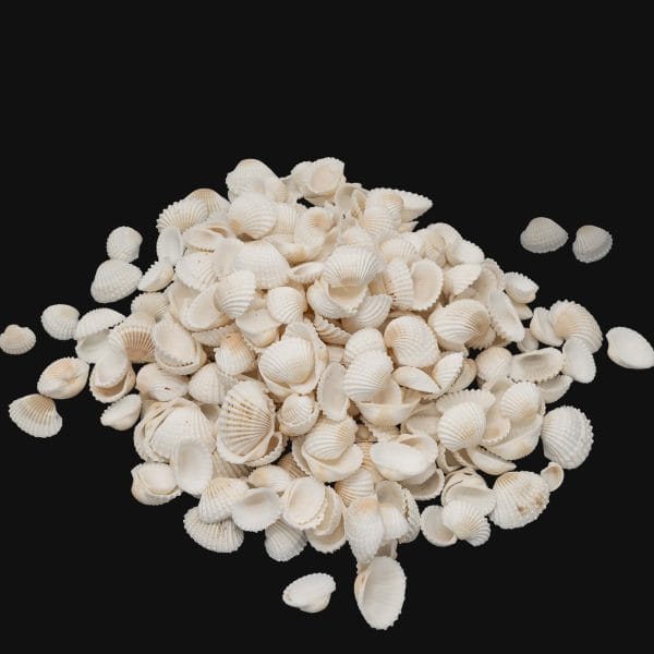 Small Ark Clam Shells - 500 Grams