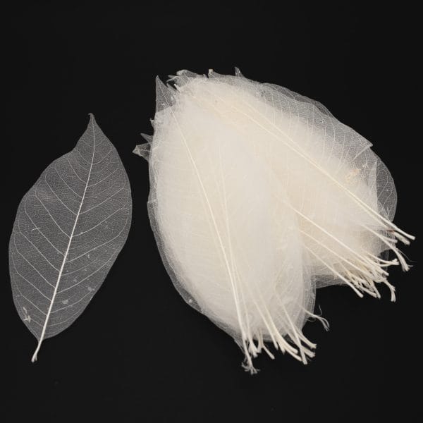 Magnolia Leaf Skeletons, 15-20cm Long, Set of 50