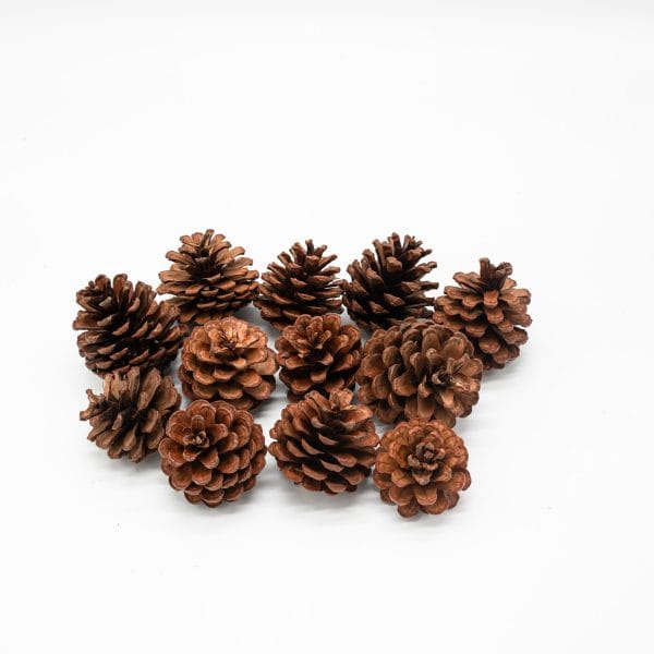 Pine Cones, 12Pieces
